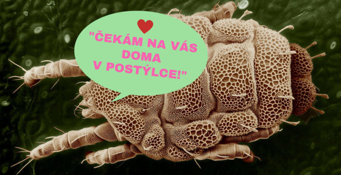 alergie na roztoče