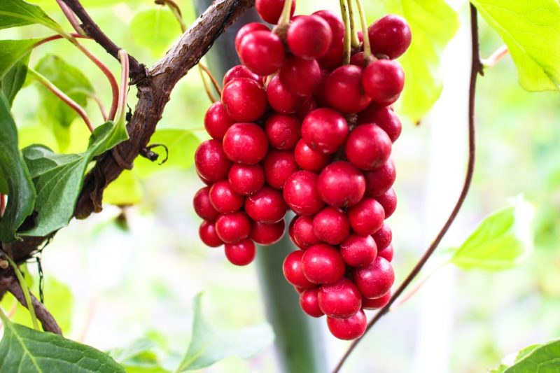 schizandra chinesis pro podporu soustředění